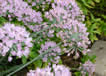 Chives in the herb garden at Meadowbrook Park